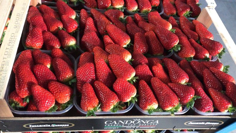 FRAGOLA CADONGA